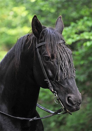 portrait of a black lusitanian stallion on a green background Foto de stock - Super Valor sin royalties y Suscripción, Código: 400-05230355