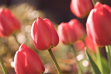 simsearch:400-04475956,k - Summer background with red tulips Photographie de stock - Aubaine LD & Abonnement, Code: 400-05230477