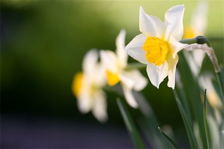 field of daffodil pictures - Few flowers with space for text Photographie de stock - Aubaine LD & Abonnement, Code: 400-05230478