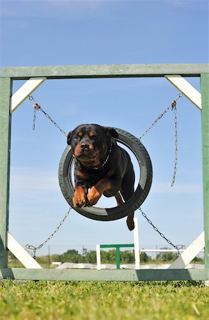 simsearch:400-05887877,k - portrait of a purebred rottweiler in agility Photographie de stock - Aubaine LD & Abonnement, Code: 400-05230565