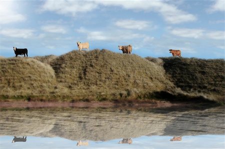 four cows on the top of some dunes in kerry ireland grazing in green pastures with reflection on water Stock Photo - Budget Royalty-Free & Subscription, Code: 400-05230669