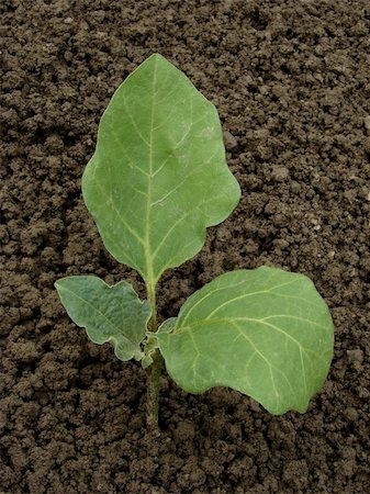 simsearch:400-05356597,k - young egg-plant seedling on the vegetable bed Stock Photo - Budget Royalty-Free & Subscription, Code: 400-05230785