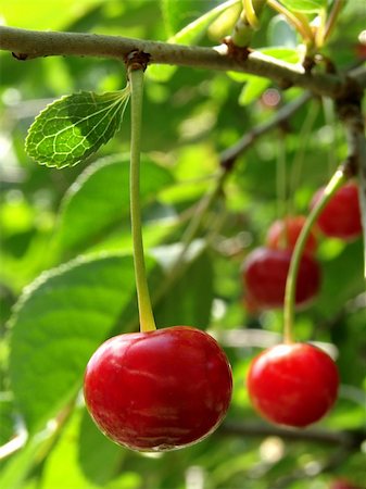 simsearch:400-05382337,k - ripening cherry fruit on the branch Stock Photo - Budget Royalty-Free & Subscription, Code: 400-05230780