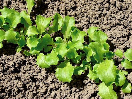 simsearch:400-05876466,k - young lettuce growing on the vegetable bed Stockbilder - Microstock & Abonnement, Bildnummer: 400-05230797