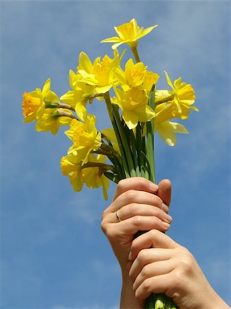 daffodils bunch in the hands against blue sky Stock Photo - Budget Royalty-Free & Subscription, Code: 400-05230790