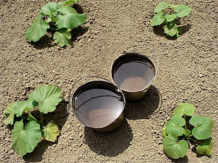 simsearch:400-07302217,k - two buckets with water on the pumpkins vegetable bed Stock Photo - Budget Royalty-Free & Subscription, Code: 400-05230805