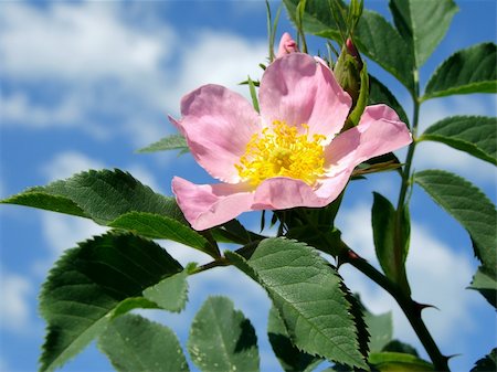 pink wild rose flower against blue sky Stock Photo - Budget Royalty-Free & Subscription, Code: 400-05230807