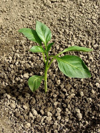 simsearch:400-07302217,k - pepper seedling growing on the vegetable bed Stock Photo - Budget Royalty-Free & Subscription, Code: 400-05230802