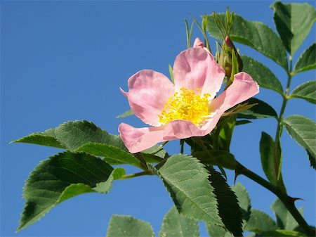 pink wild rose flower against blue sky Foto de stock - Super Valor sin royalties y Suscripción, Código: 400-05230815