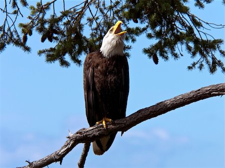 eagle canada - A proud wild Bald Eagle giving a loud shrieking call with beak wide open. Stock Photo - Budget Royalty-Free & Subscription, Code: 400-05230946