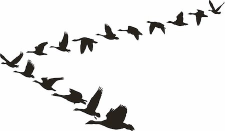 simsearch:400-07951613,k - Black and white illustration in the form of flying geese units Stock Photo - Budget Royalty-Free & Subscription, Code: 400-05231356