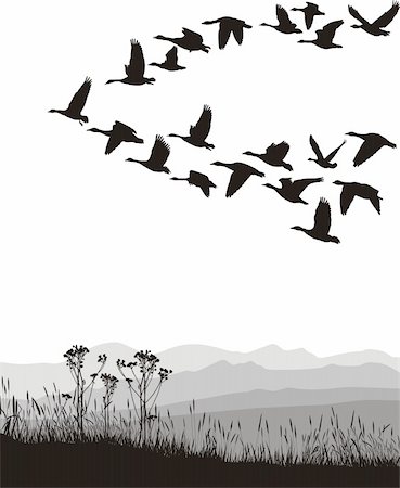 flying bird shape - Color illustration of the flying geese Photographie de stock - Aubaine LD & Abonnement, Code: 400-05231522