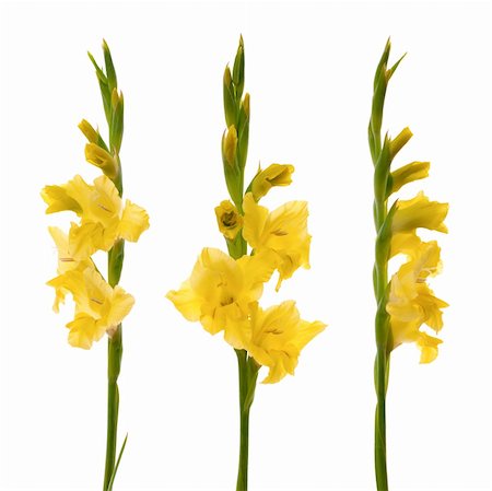 Yellow beautiful gladiolus isolated on white background. Foto de stock - Royalty-Free Super Valor e Assinatura, Número: 400-05231993