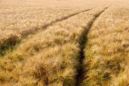simsearch:400-05083860,k - Barley field with tractor lane Stock Photo - Budget Royalty-Free & Subscription, Code: 400-05232206
