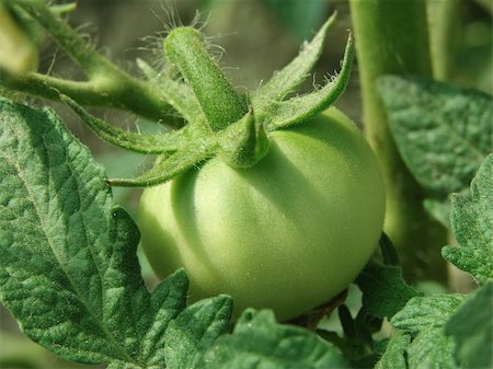 simsearch:400-04823439,k - green tomato growing on the branch Stockbilder - Microstock & Abonnement, Bildnummer: 400-05232218