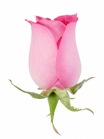 roses only - One pink rose isolated on white background. Close-up. Studio photography. Stock Photo - Budget Royalty-Free & Subscription, Code: 400-05232350