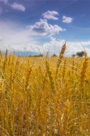 sun over farm field - cereal with sky at background Stock Photo - Budget Royalty-Free & Subscription, Code: 400-05232864