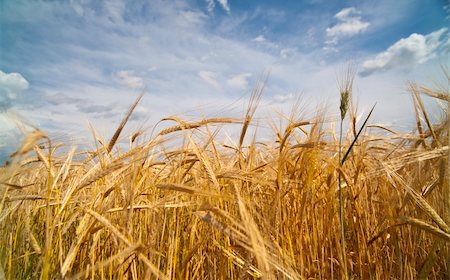 dry fruits crops - cereal with sky at background Stock Photo - Budget Royalty-Free & Subscription, Code: 400-05232865