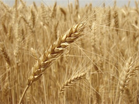 dleonis (artist) - golden ear against ripening wheat field Foto de stock - Royalty-Free Super Valor e Assinatura, Número: 400-05232876