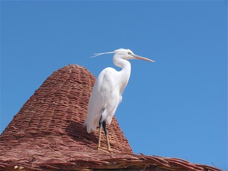 simsearch:400-04197491,k - Egret on a beach umbrella on the Red Sea Stock Photo - Budget Royalty-Free & Subscription, Code: 400-05232879