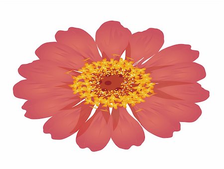 simsearch:400-04700655,k - illustration drawing of a red daisy flower isolate  in a white background Stockbilder - Microstock & Abonnement, Bildnummer: 400-05233054
