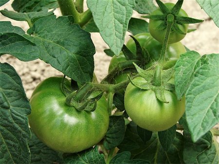 simsearch:400-04823439,k - green tomatoes growing on the branches Stockbilder - Microstock & Abonnement, Bildnummer: 400-05233540