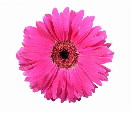 simsearch:400-06095720,k - One pink flower isolated on white background. Close-up. Studio photography. Stock Photo - Budget Royalty-Free & Subscription, Code: 400-05233557