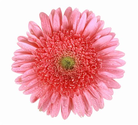 simsearch:400-06095720,k - One pink flower with dew isolated on white background. Close-up. Studio photography. Stock Photo - Budget Royalty-Free & Subscription, Code: 400-05233567