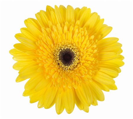 simsearch:400-06095720,k - One yellow flower isolated on white background. Close-up. Studio photography. Stock Photo - Budget Royalty-Free & Subscription, Code: 400-05233571