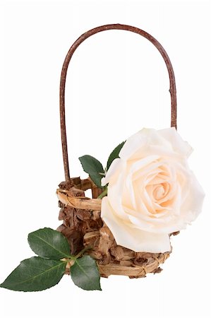 simsearch:400-06095720,k - One light-pink rose in basket. Isolated on white background. Close-up. Studio photography. Stock Photo - Budget Royalty-Free & Subscription, Code: 400-05233605