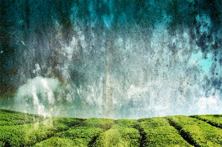 simsearch:400-07429043,k - Grunge background landscape of Tea Plantations with sky Foto de stock - Royalty-Free Super Valor e Assinatura, Número: 400-05233618