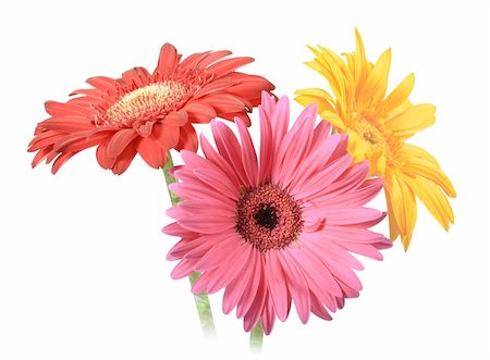 simsearch:400-06095720,k - Bouquet of three flowers isolated on white background. Close-up. Studio photography. Stock Photo - Budget Royalty-Free & Subscription, Code: 400-05233619