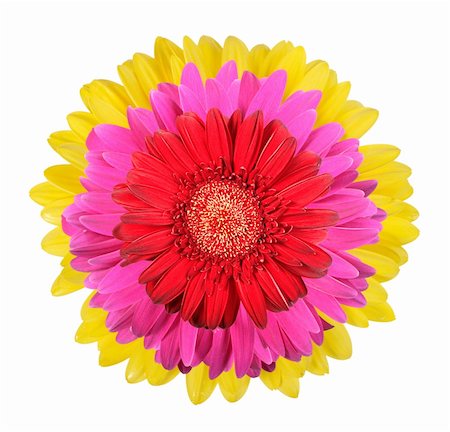 simsearch:400-06095720,k - Three flowers isolated on white background. Close-up. Studio photography. Stock Photo - Budget Royalty-Free & Subscription, Code: 400-05233627