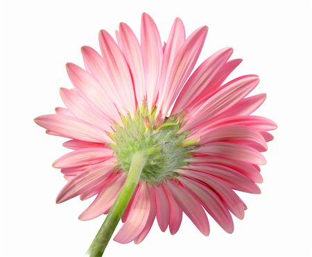 simsearch:400-06095720,k - Back-side of pink flower isolated on white background. Close-up. Studio photography. Stock Photo - Budget Royalty-Free & Subscription, Code: 400-05233628