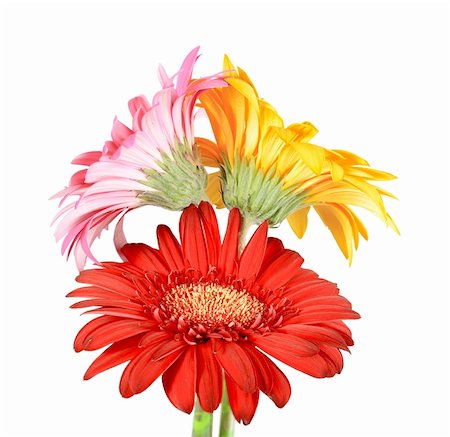 simsearch:400-06095720,k - Bouquet of three flowers isolated on white background. Close-up. Studio photography. Stock Photo - Budget Royalty-Free & Subscription, Code: 400-05233620