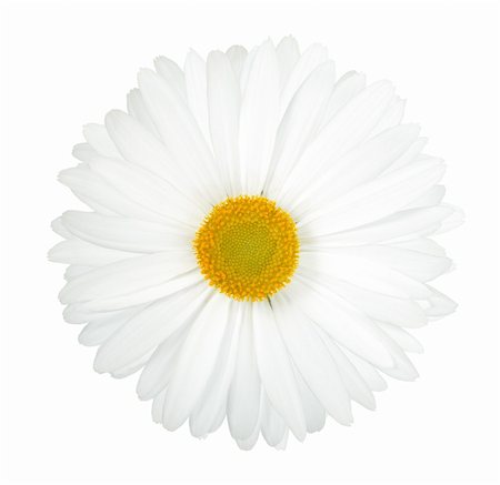 One white flower isolated on white background. Close-up. Studio photography. Foto de stock - Super Valor sin royalties y Suscripción, Código: 400-05233621