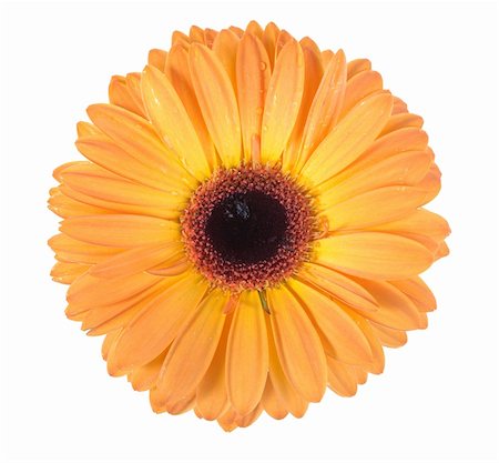 simsearch:400-06095720,k - One orange flower with dew isolated on white background. Close-up. Studio photography. Stock Photo - Budget Royalty-Free & Subscription, Code: 400-05233638