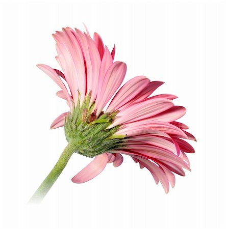 simsearch:400-06095720,k - Back-side of pink flower isolated on white background. Close-up. Studio photography. Stock Photo - Budget Royalty-Free & Subscription, Code: 400-05233639