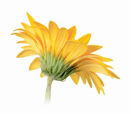 simsearch:400-06095720,k - Back-side of yellow flower isolated on white background. Close-up. Studio photography. Stock Photo - Budget Royalty-Free & Subscription, Code: 400-05233643