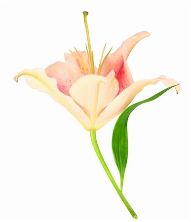 simsearch:400-06095720,k - One white-pink lily with green leaf isolated on white background. Close-up. Studio photography. Stock Photo - Budget Royalty-Free & Subscription, Code: 400-05233841
