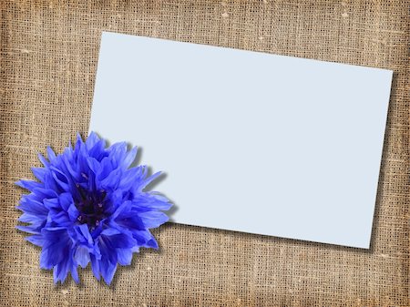 simsearch:400-06095720,k - One blue flower with message-card on  textile background. Close-up. Studio photography. Stock Photo - Budget Royalty-Free & Subscription, Code: 400-05233854