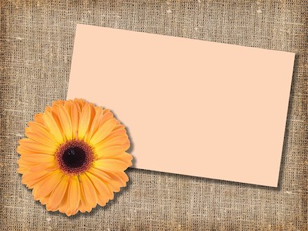 simsearch:400-06095720,k - One orange flower with message-card on  textile background. Close-up. Studio photography. Stock Photo - Budget Royalty-Free & Subscription, Code: 400-05233855