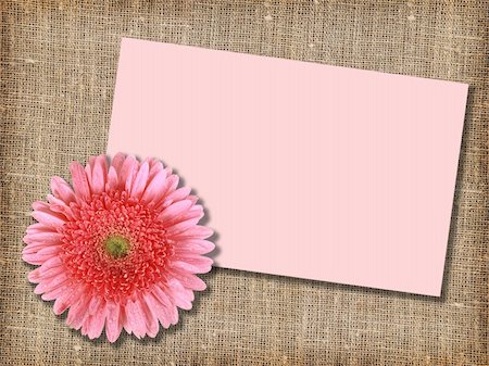 simsearch:400-06095720,k - One pink flower with message-card on  textile background. Close-up. Studio photography. Stock Photo - Budget Royalty-Free & Subscription, Code: 400-05233857