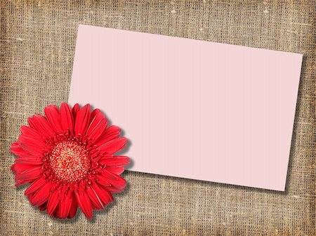 simsearch:400-06095720,k - One red flower with message-card on  textile background. Close-up. Studio photography. Stock Photo - Budget Royalty-Free & Subscription, Code: 400-05233858