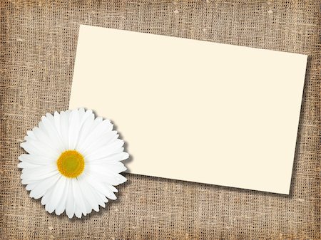 simsearch:400-06095720,k - One white flower with message-card on  textile background. Close-up. Studio photography. Stock Photo - Budget Royalty-Free & Subscription, Code: 400-05233859