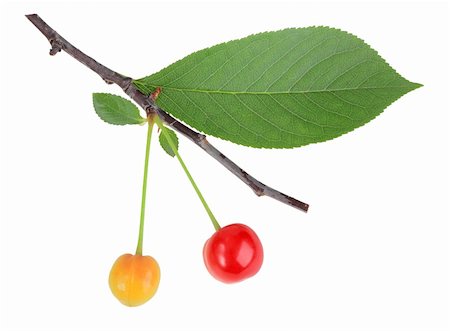 simsearch:400-05906235,k - One branch with green leaf and cherrys. Isolated on white background. Close-up. Studio photography. Stock Photo - Budget Royalty-Free & Subscription, Code: 400-05233877
