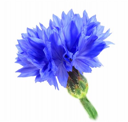 One blue flower isolated on white background. Close-up. Studio photography. Stock Photo - Budget Royalty-Free & Subscription, Code: 400-05233879