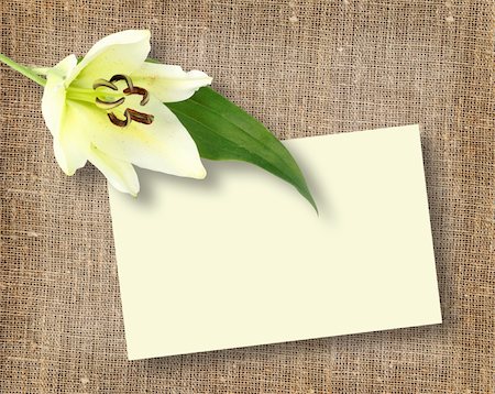simsearch:400-06095720,k - One white flower with message-card on textile background. Close-up. Studio photography. Stock Photo - Budget Royalty-Free & Subscription, Code: 400-05233887