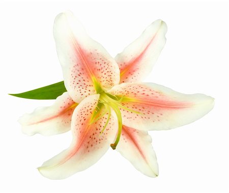 simsearch:400-06095720,k - One white-pink lily with green leaf isolated on white background. Close-up. Studio photography. Stock Photo - Budget Royalty-Free & Subscription, Code: 400-05233888