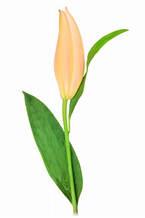 simsearch:400-06095720,k - One pink bud of flower with green leaf isolated on white background. Close-up. Studio photography. Stock Photo - Budget Royalty-Free & Subscription, Code: 400-05233890
